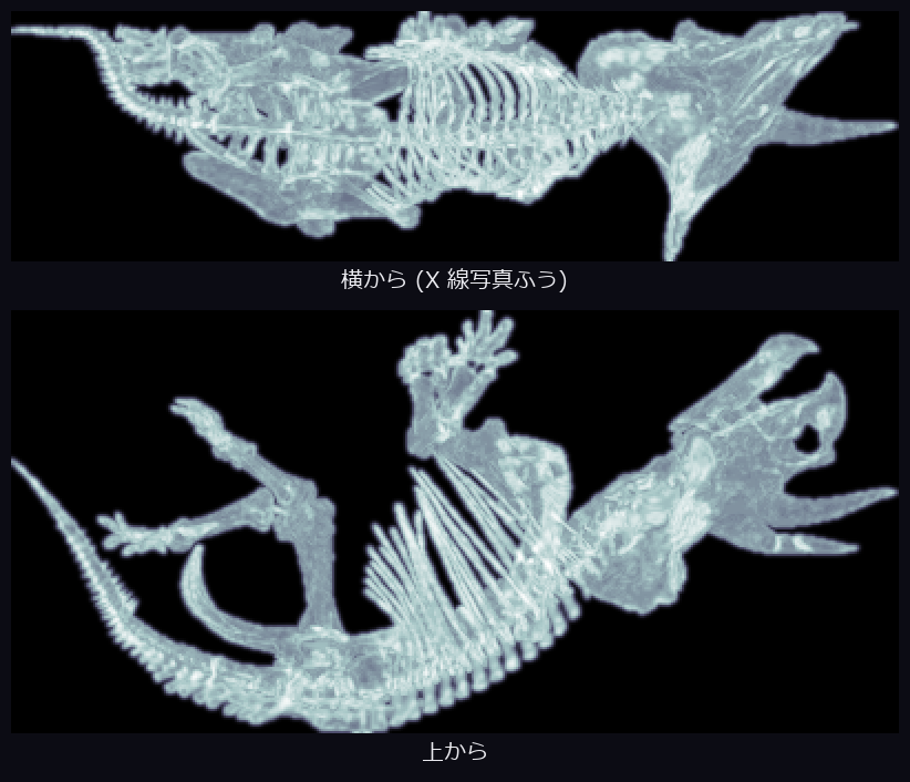science_dino_xray